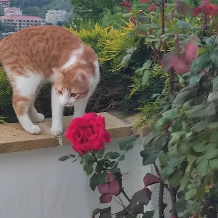 Byala Grape House Feriehus